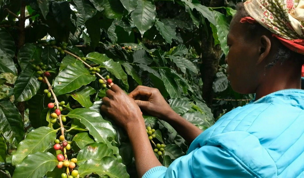 زراعة القهوة