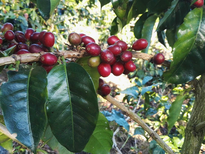 قهوة كوستاريكا