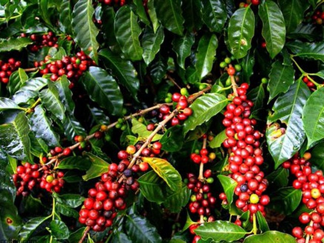 مزارع القهوة